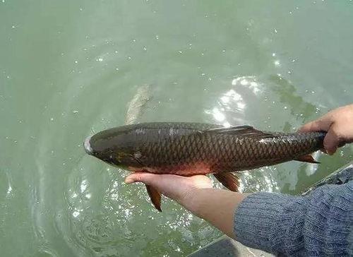 娱乐吃瓜酱放生鱼